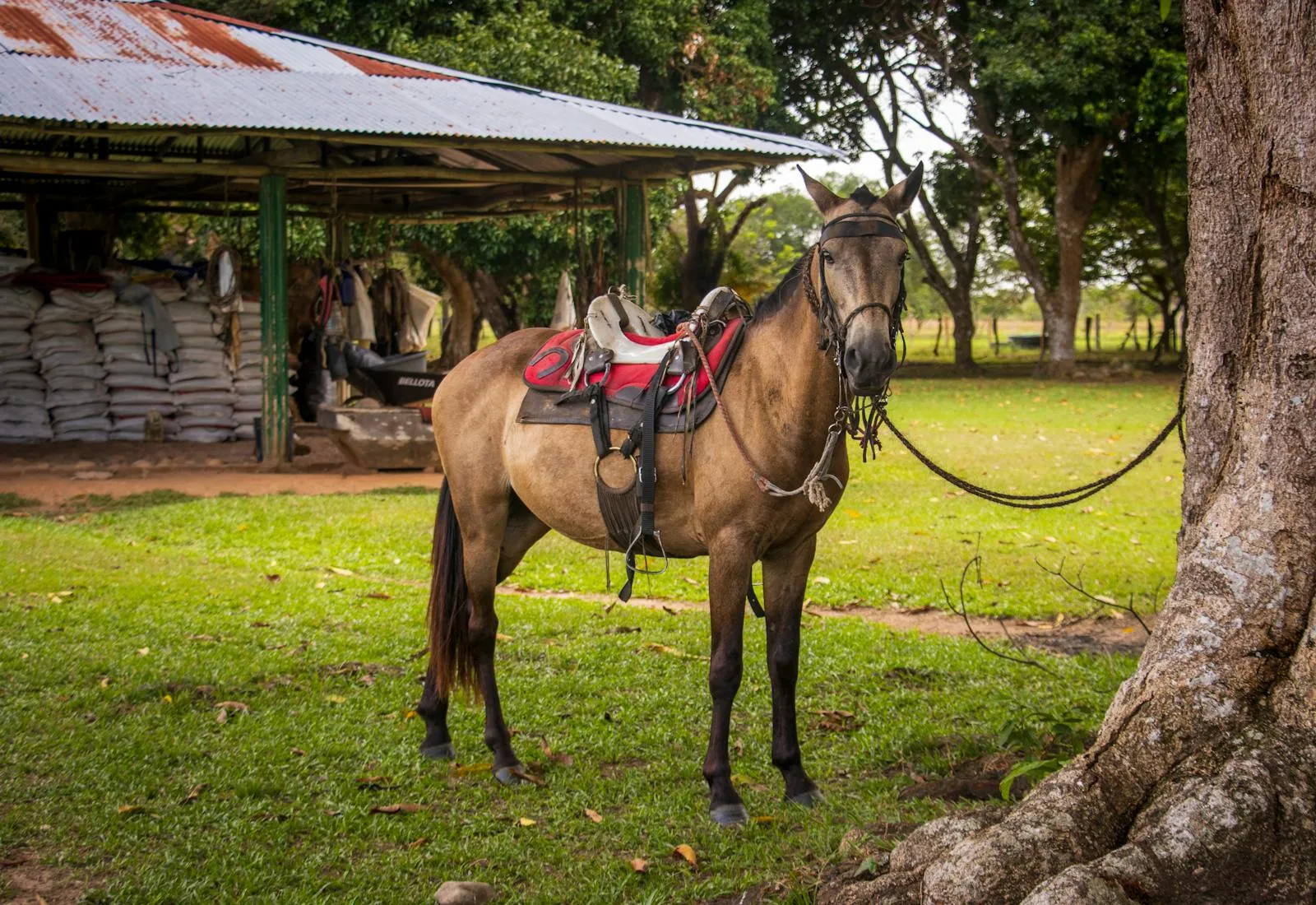 Más Allá del Lote: Cómo el Estilo de Vida Llanero Está Disparando la Demanda en Guamal